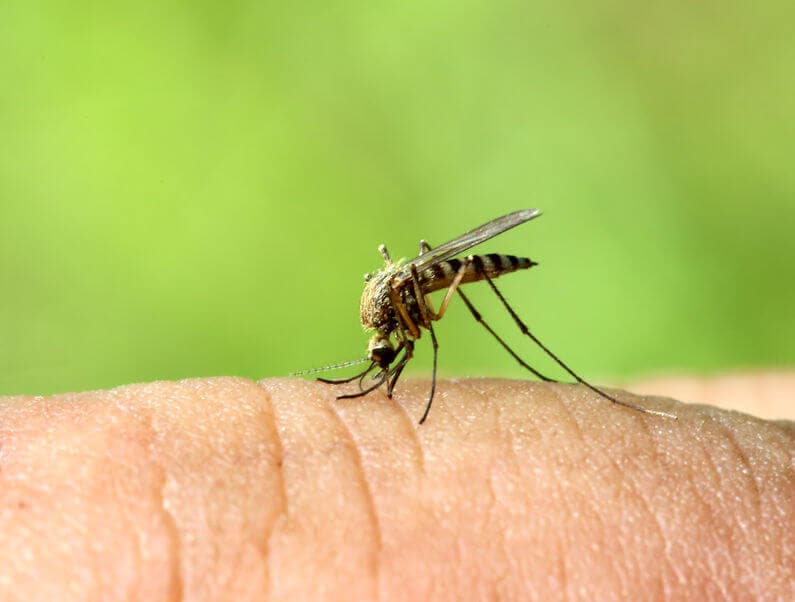 Malaria w Polsce. Jakie choroby przenoszą komary w Polsce?
