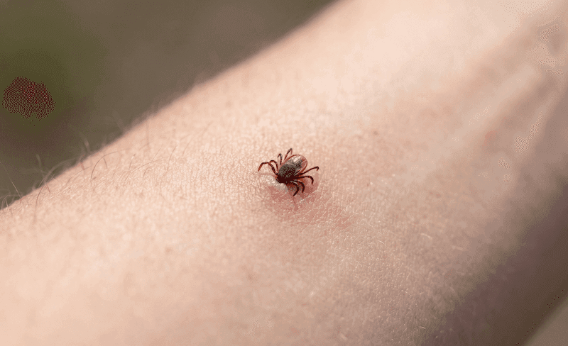 Ugryzienie kleszcza: jak wygląda ślad i co zrobić?
